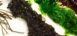 Atelier cueillette d'algues : découvrir la richesse culinaire de nos côtes | Valérie Pédron